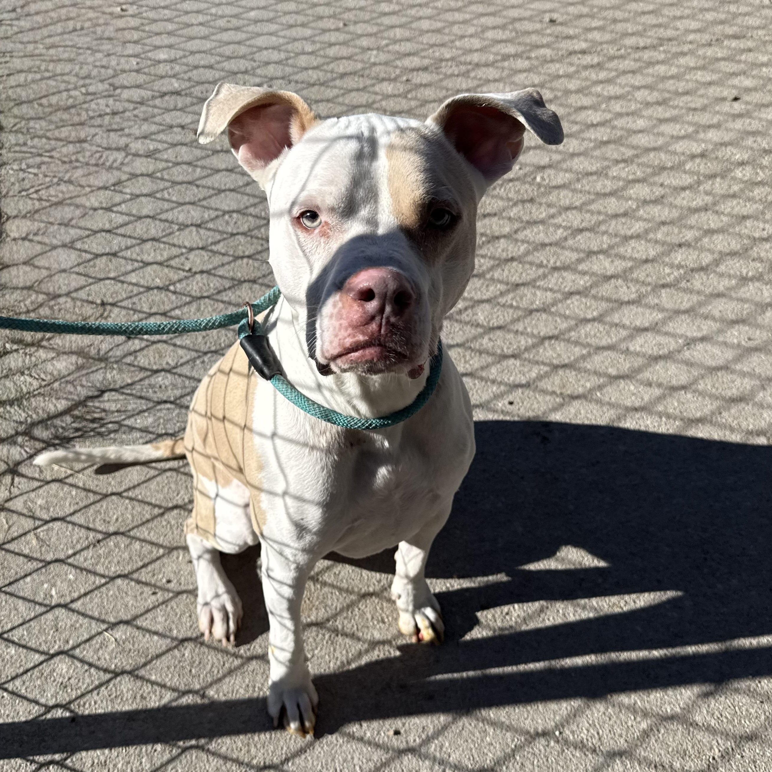Enlarge Breckan , a ADOPTABLE Pit Bull Terrier in Kearney, NE image 2/2