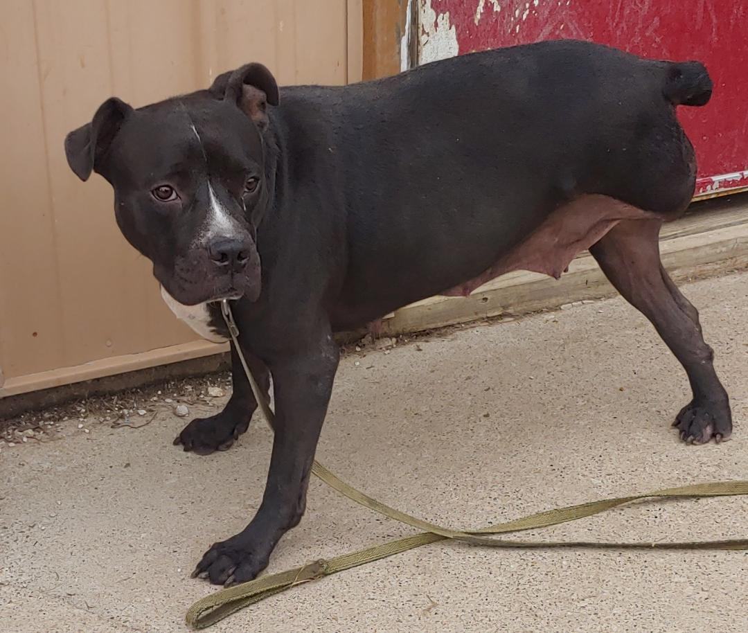 Enlarge Elsie, a Adoptable mixed breed in Oberlin, OH image 1/1