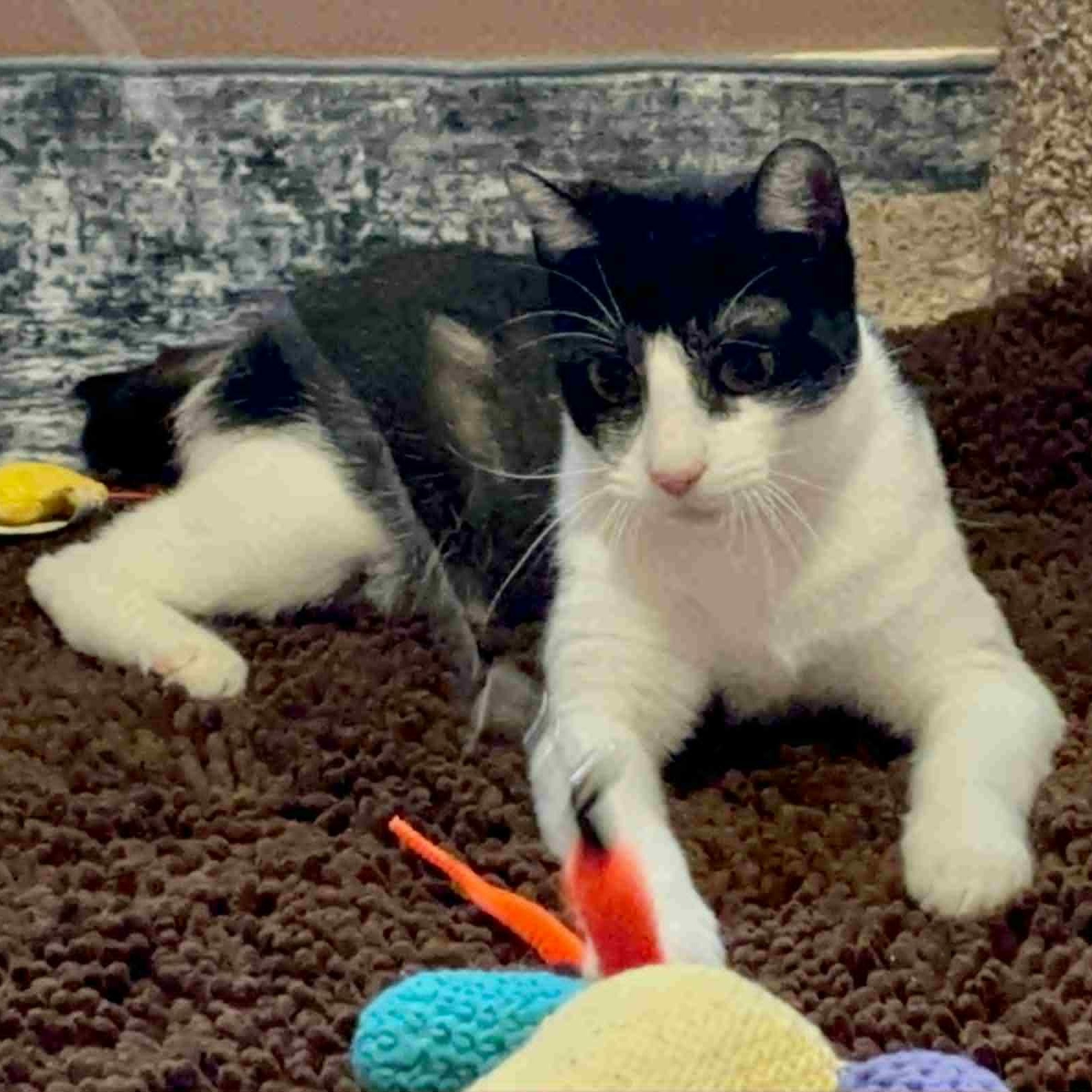 Cat of the Month! 3