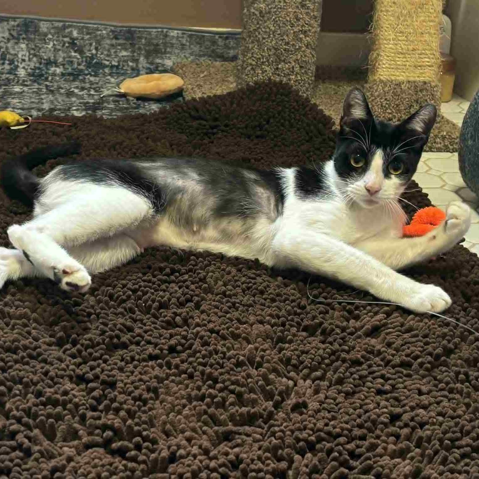 Cat of the Month! 6