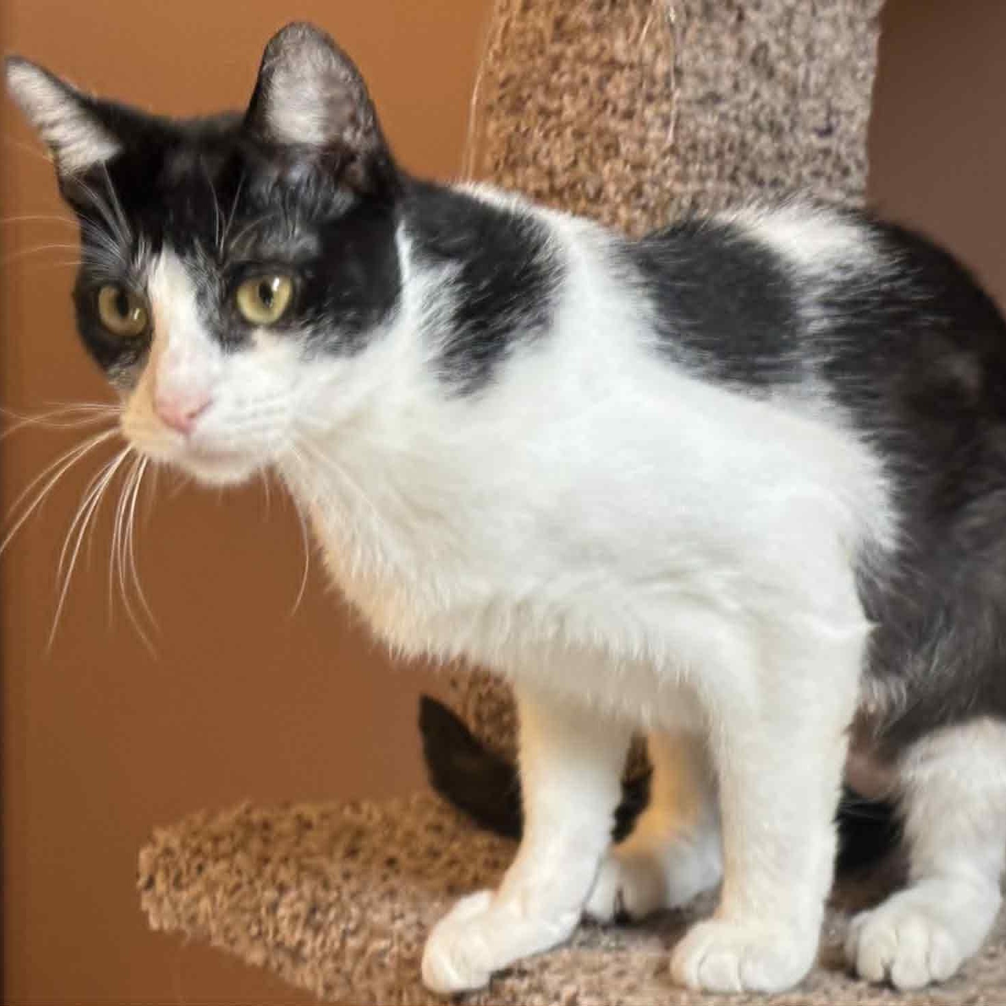 Cat of the Month! 4
