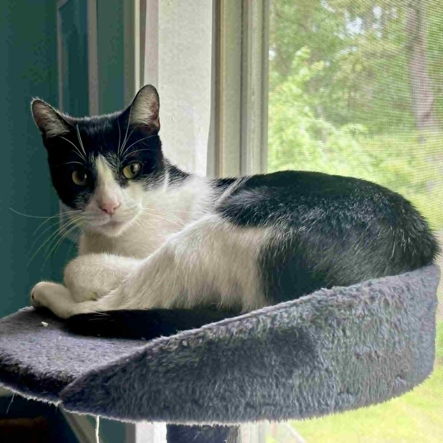 Cat of the Month!