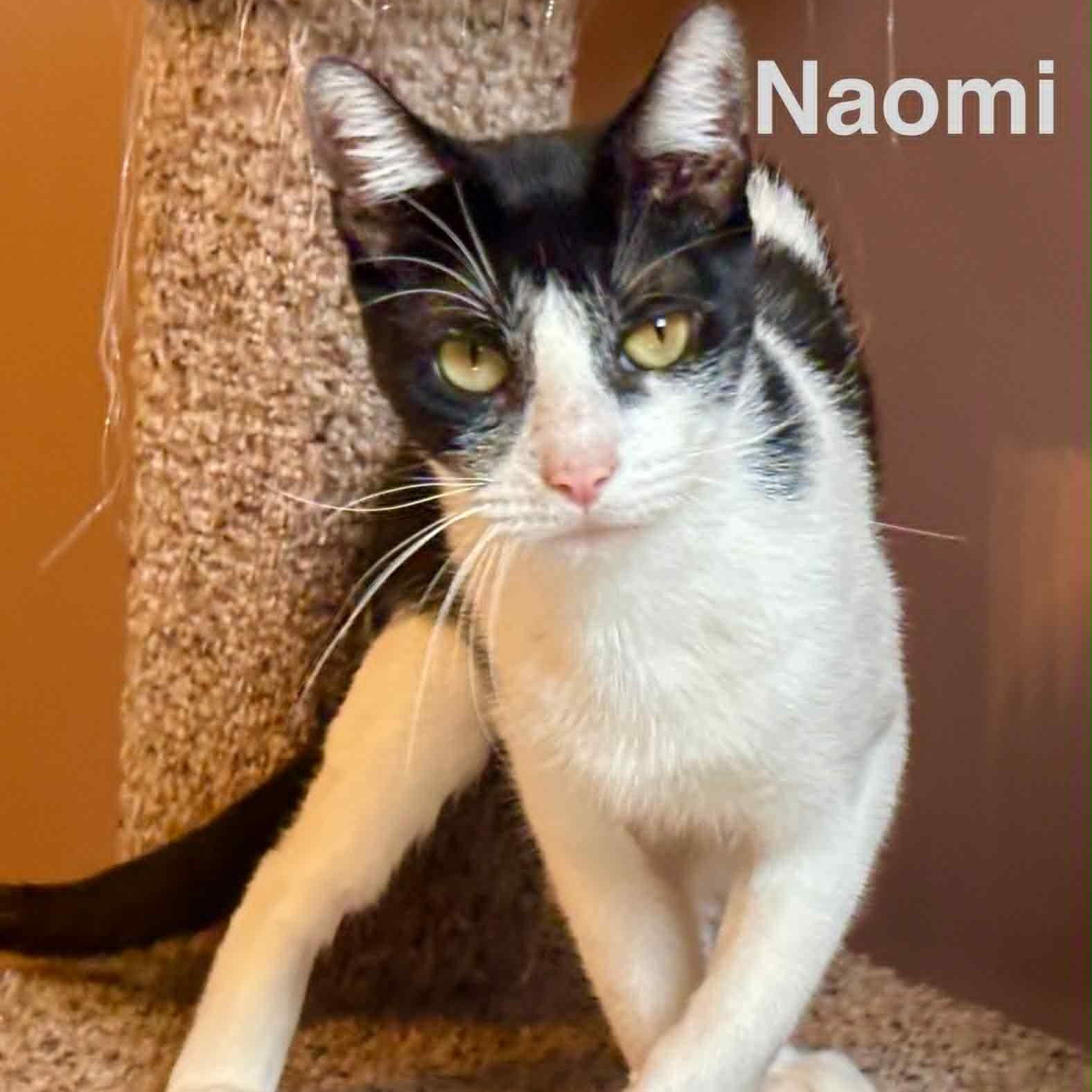 Cat of the Month! 5