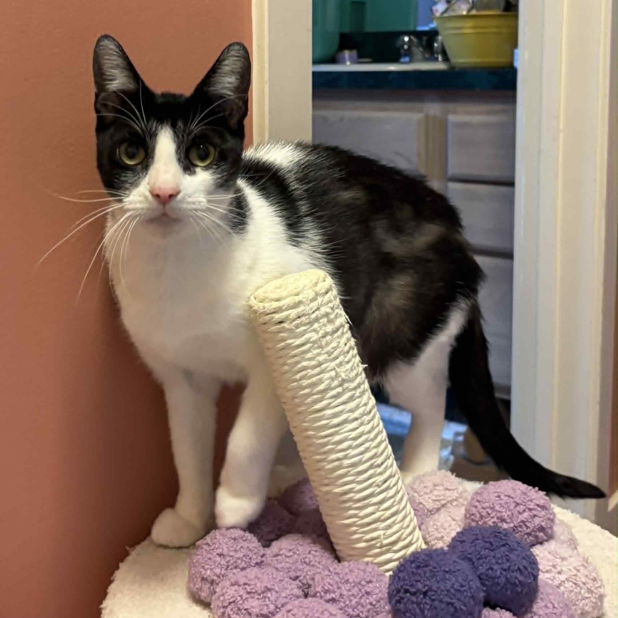 Cat of the Month! 2