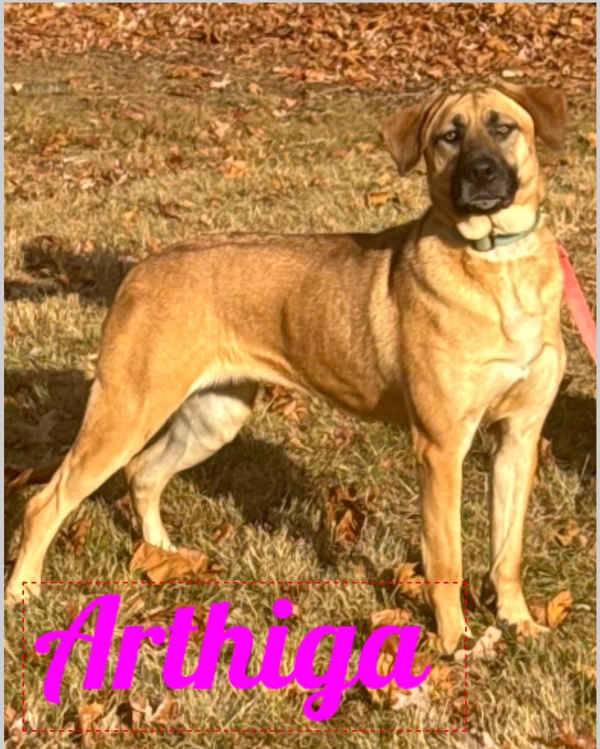Arthiga, Young Female unknown