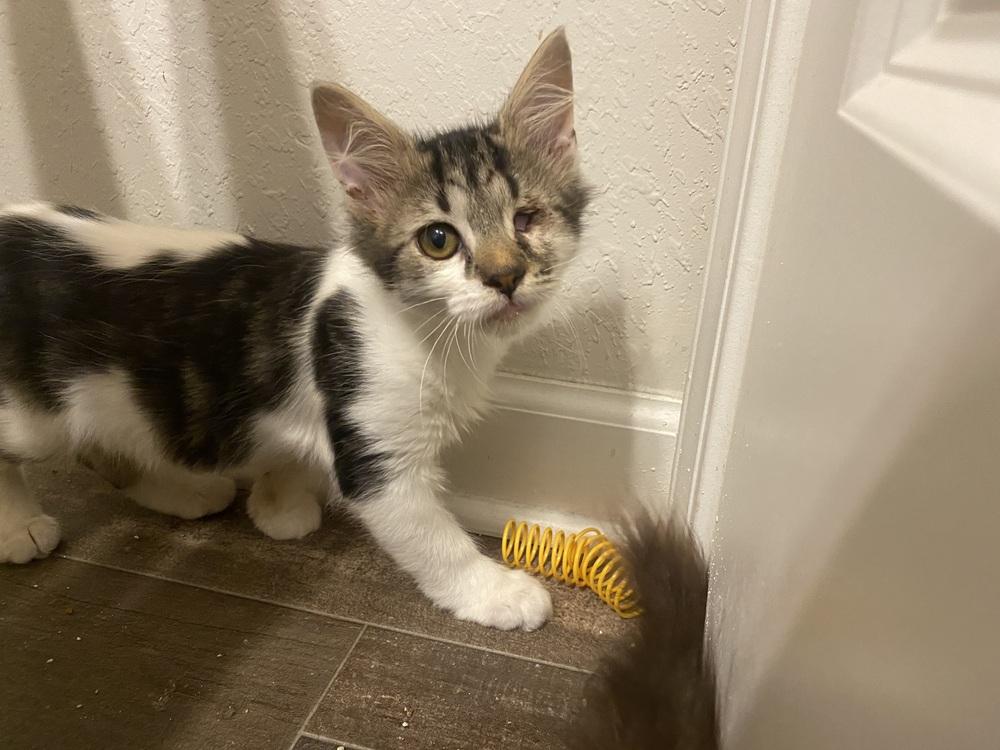Jackson, Adopted, Kitten Male Domestic Medium Hair.