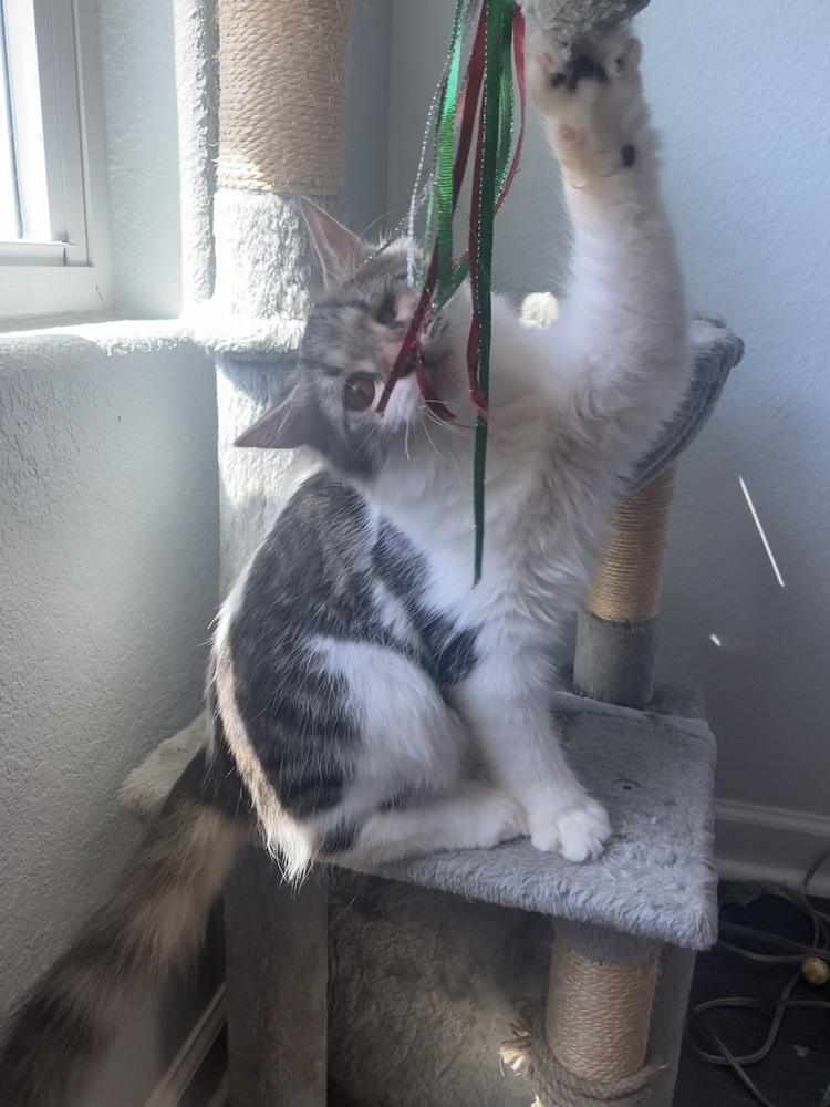 Enlarge Jackson, a Adopted Domestic Medium Hair in Youngsville, NC image 2/6