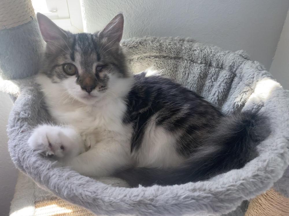 Enlarge Jackson, a Adopted Domestic Medium Hair in Youngsville, NC image 3/6