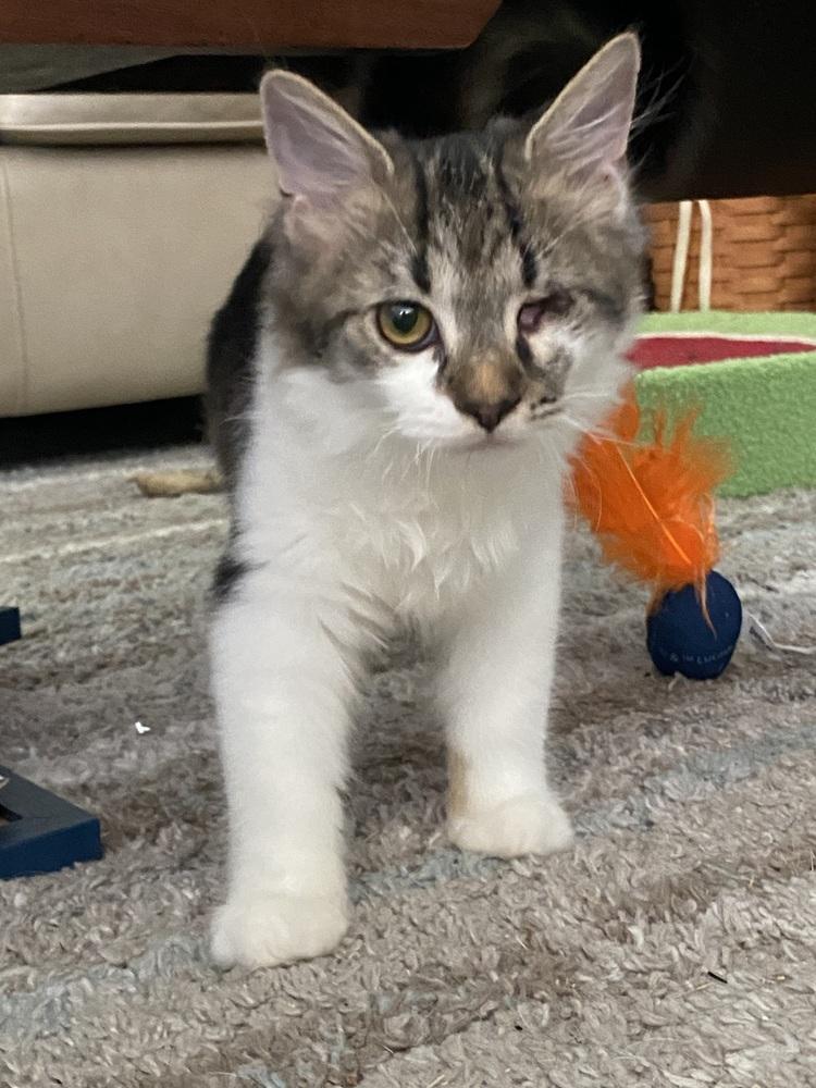 Enlarge Jackson, a Adopted Domestic Medium Hair in Youngsville, NC image 4/6