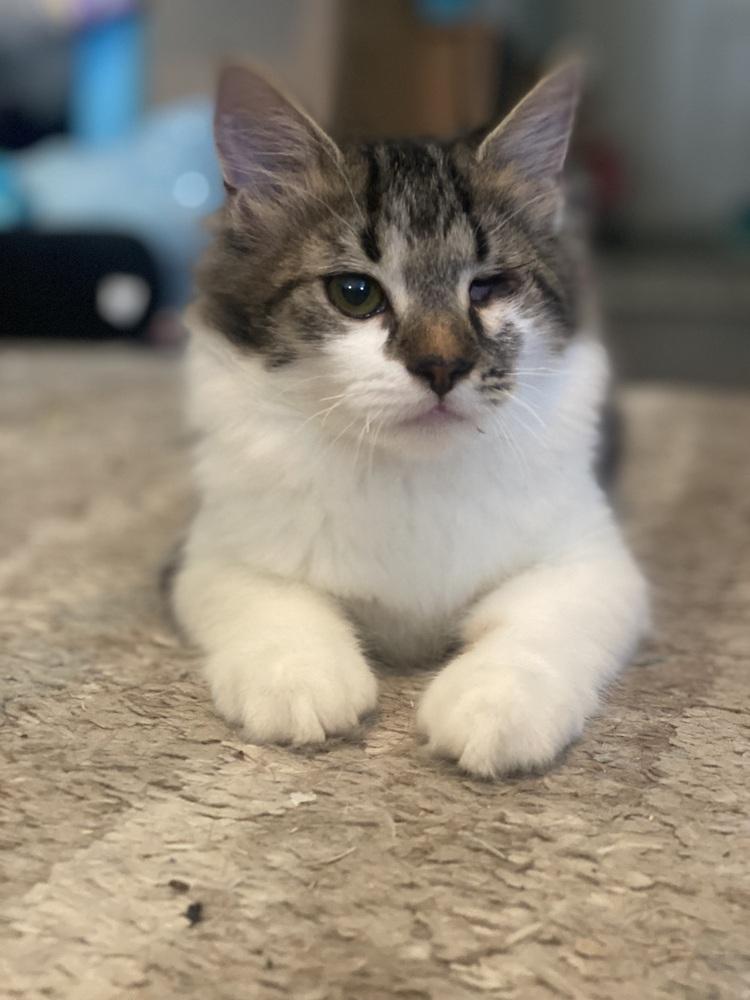 Enlarge Jackson, a Adopted Domestic Medium Hair in Youngsville, NC image 5/6