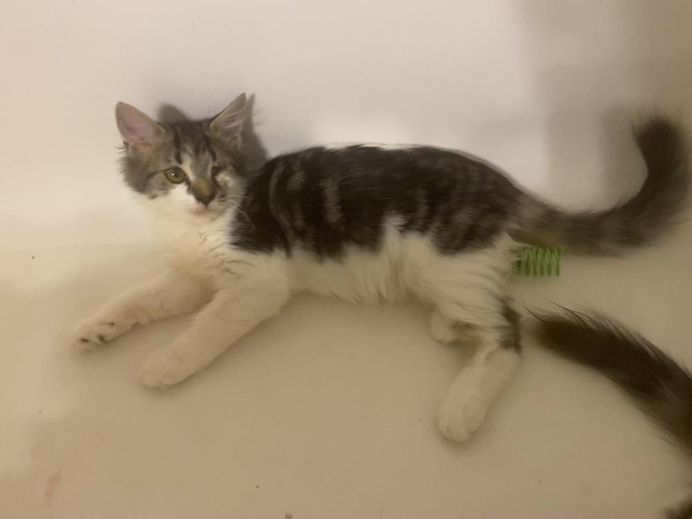 Enlarge Jackson, a Adopted Domestic Medium Hair in Youngsville, NC image 6/6