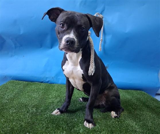 BENTLY, Adoptable, Young Male Pit Bull Terrier & Beagle.