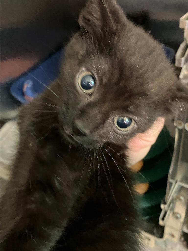 Cosmos, ADOPTABLE, Kitten Male Domestic Short Hair.
