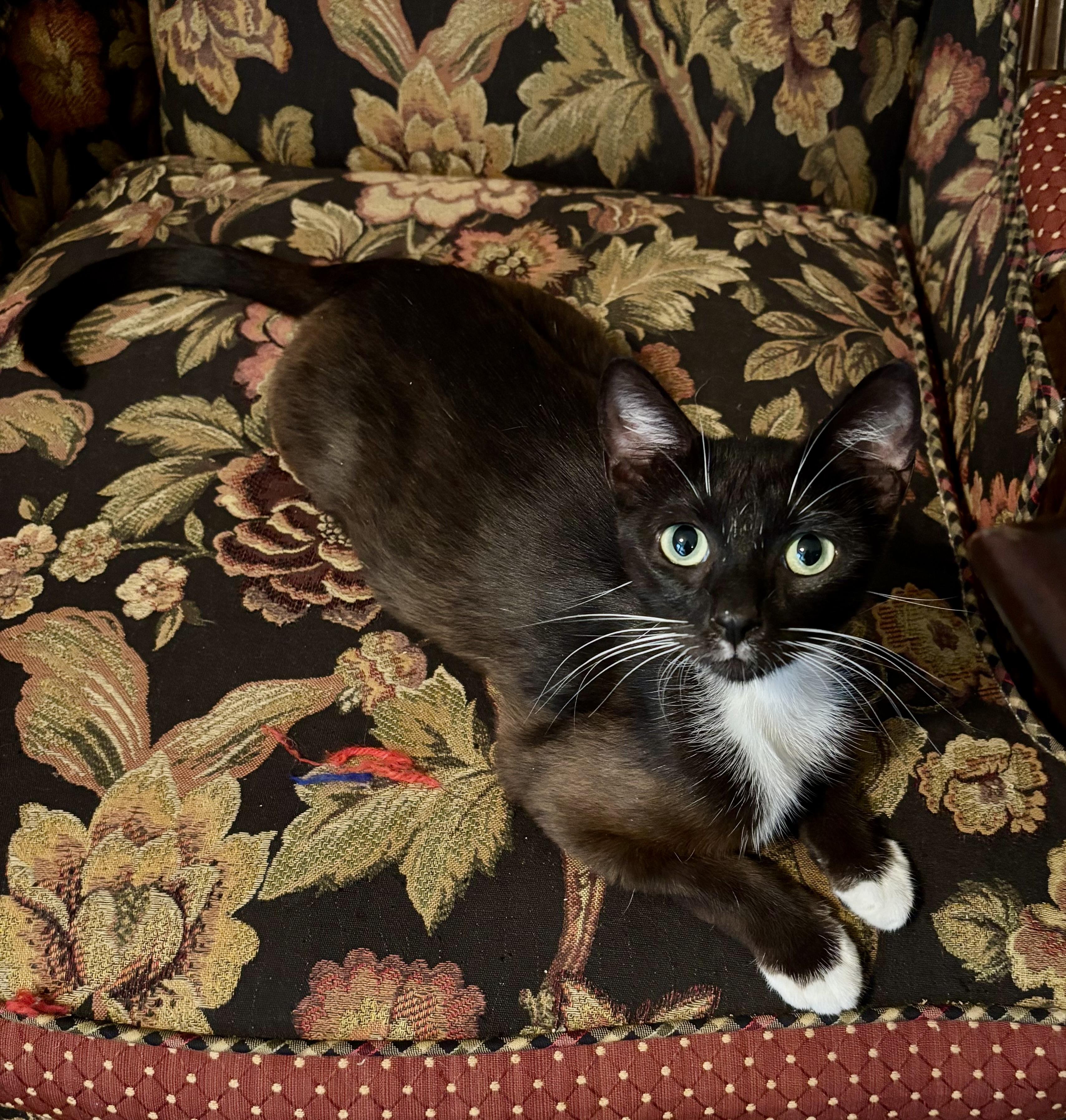 Chocolate Momma Bear, Adoptable, Adult Female Domestic Short Hair.