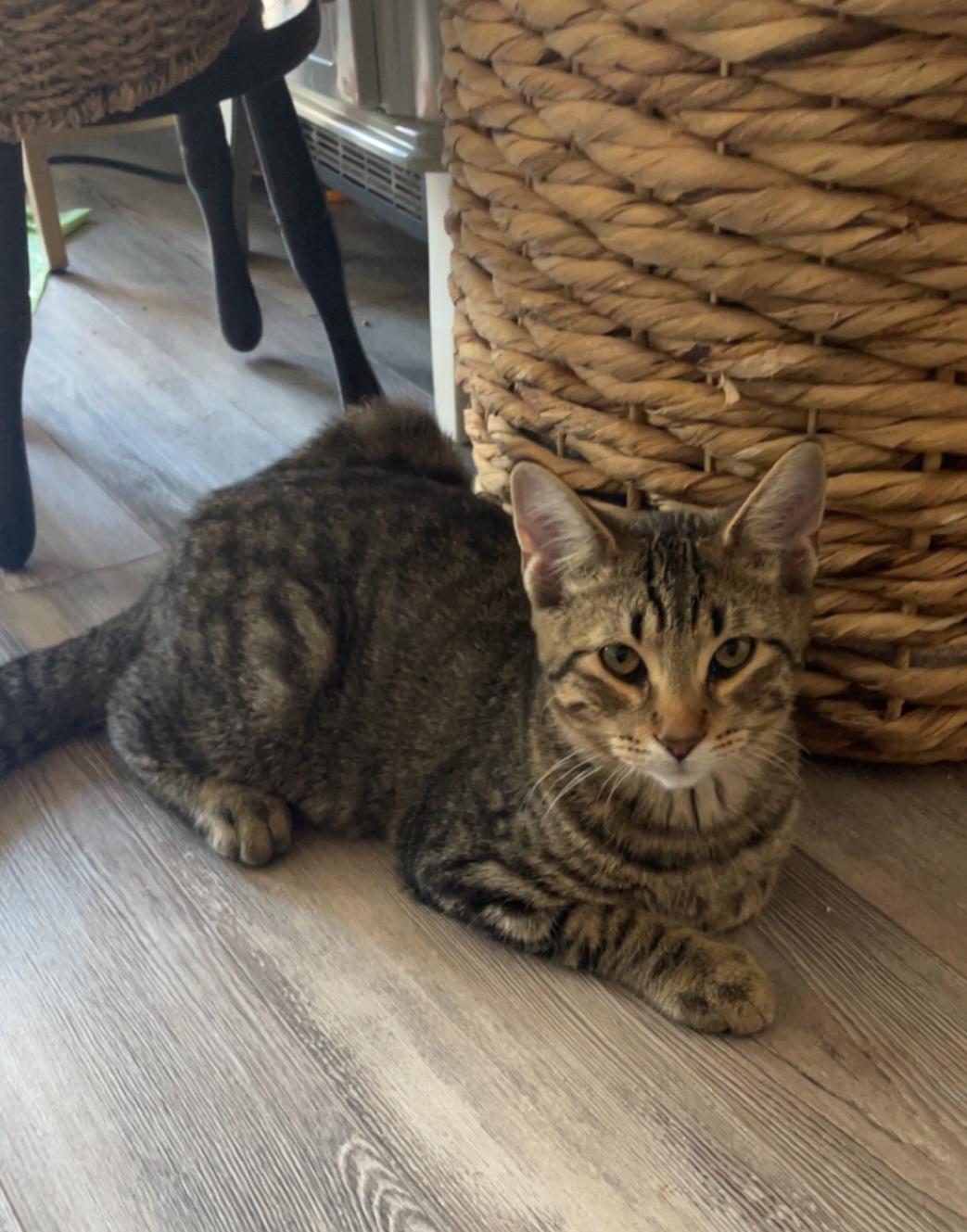 Joshua, ADOPTABLE, Young Male Tabby.