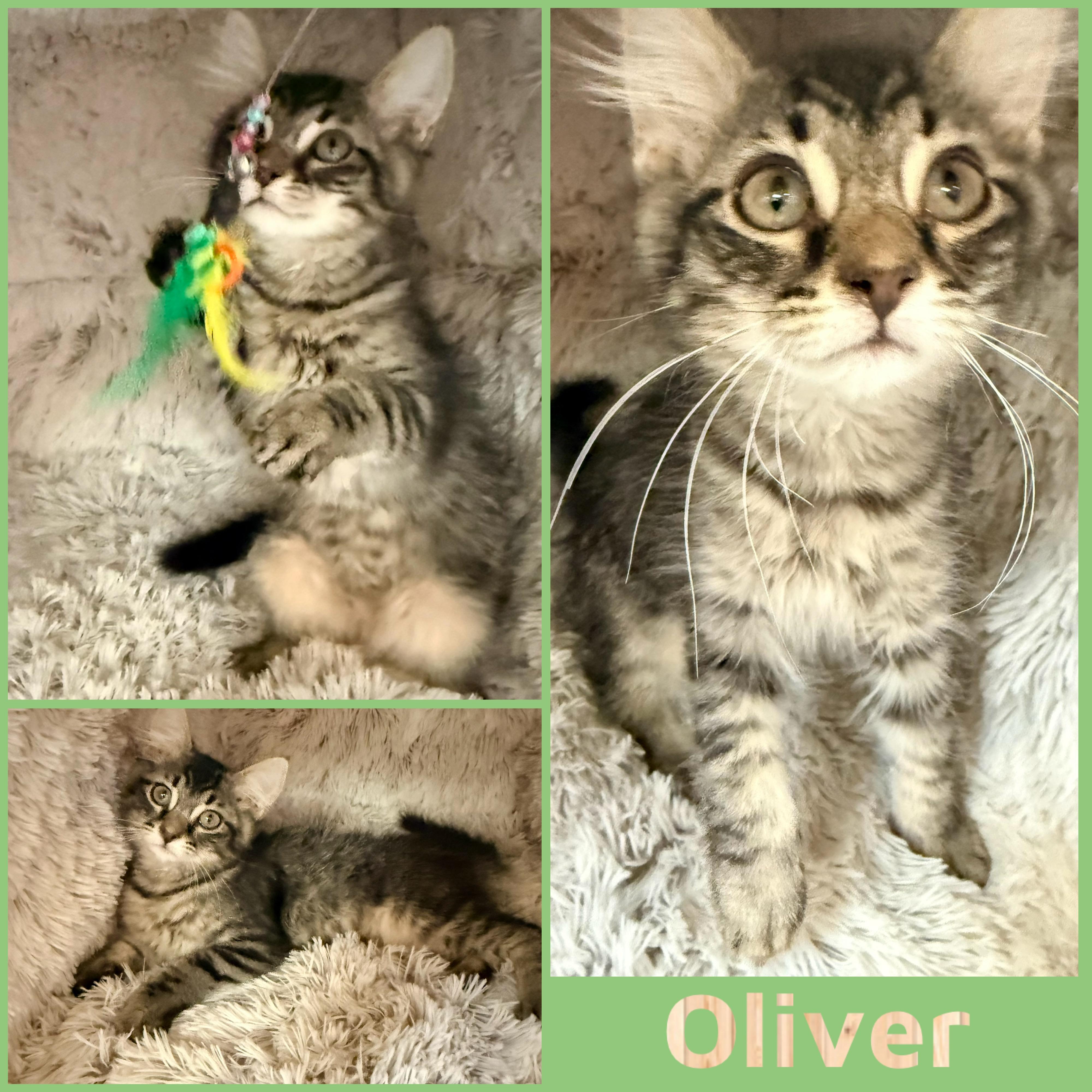 Enlarge Oliver, a ADOPTABLE Domestic Short Hair in Louisville, KY image 1/1