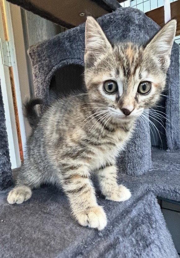 Enlarge Yzma, a Adoptable Domestic Short Hair in Tacoma, WA image 2/3