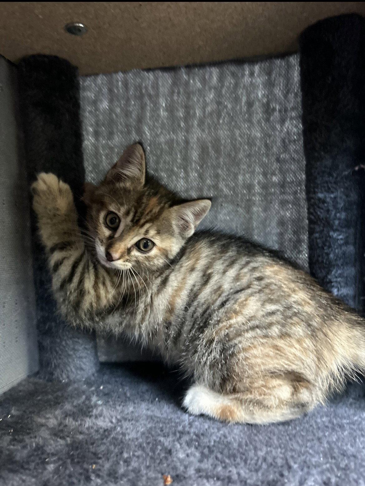 Enlarge Yzma, a Adoptable Domestic Short Hair in Tacoma, WA image 3/3