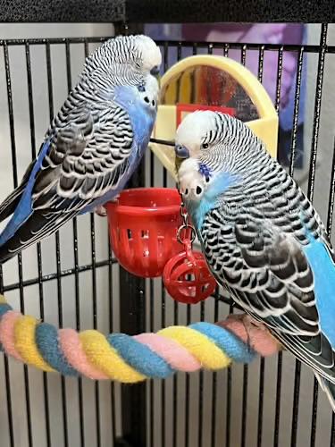 Enlarge Reno & Murphy, a ADOPTABLE Parakeet (Other) in Andover, CT image 1/1