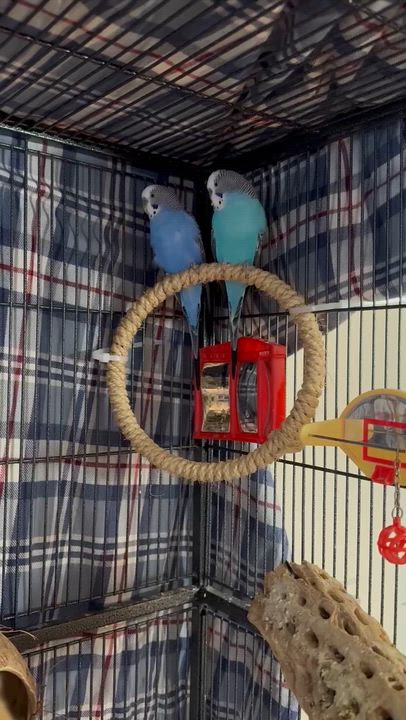 Enlarge Reno & Murphy, a ADOPTABLE Parakeet (Other) in Andover, CT video 3/3