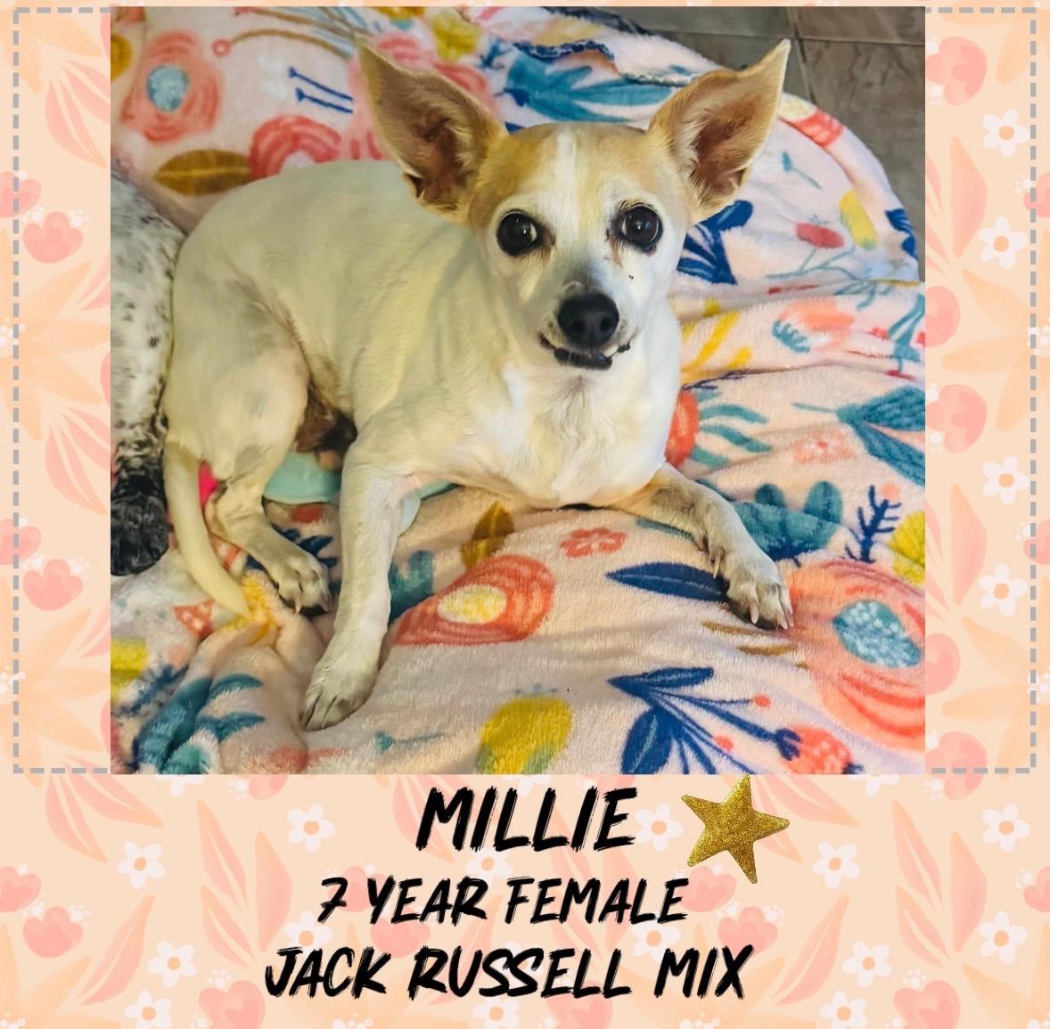 Enlarge MILLIE – 7 YEAR JACK RUSSELL MIX FEMALE, a Adoptable Jack Russell Terrier in Mesa, AZ image 1/1
