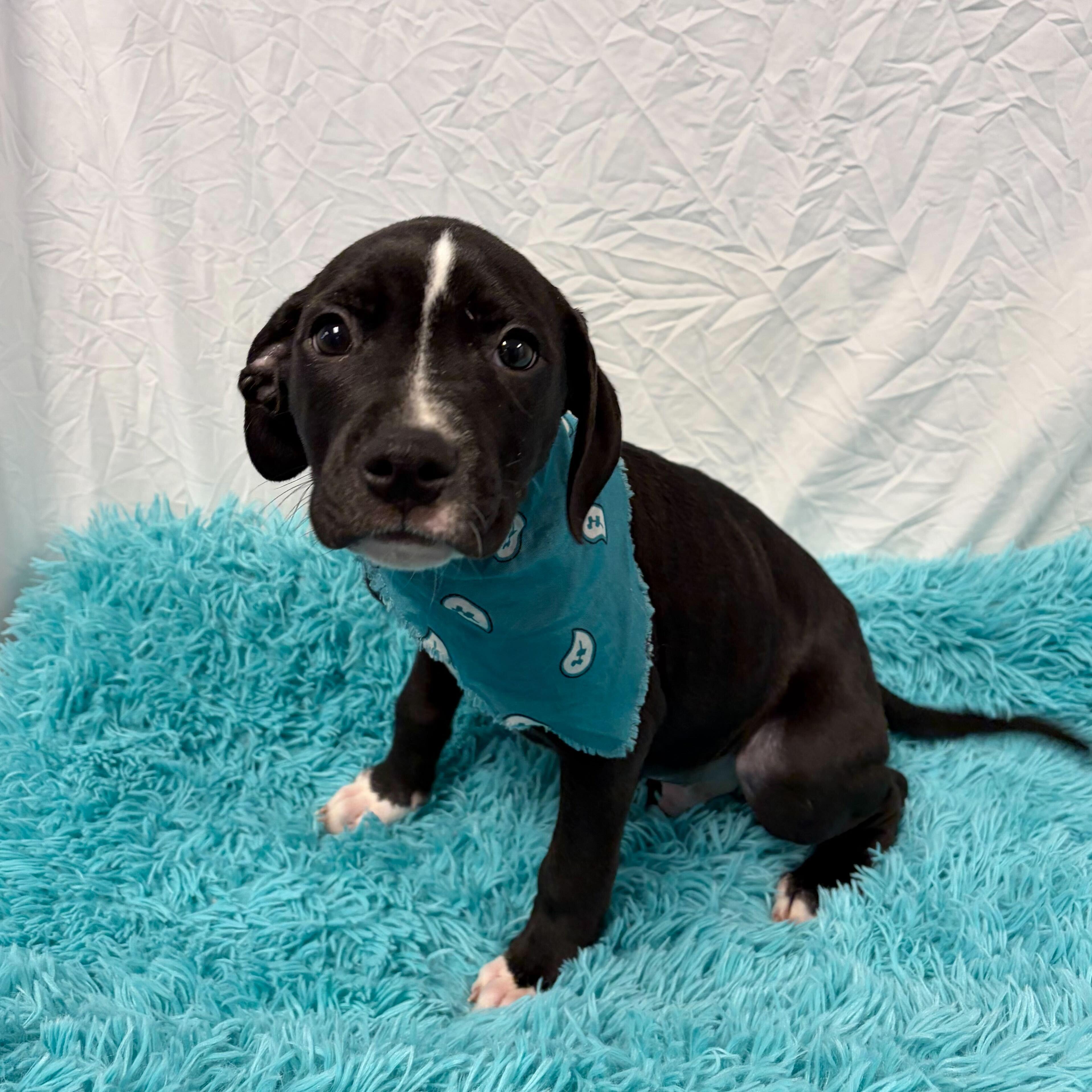 Robby, adoptable, Puppy Male Mixed Breed.