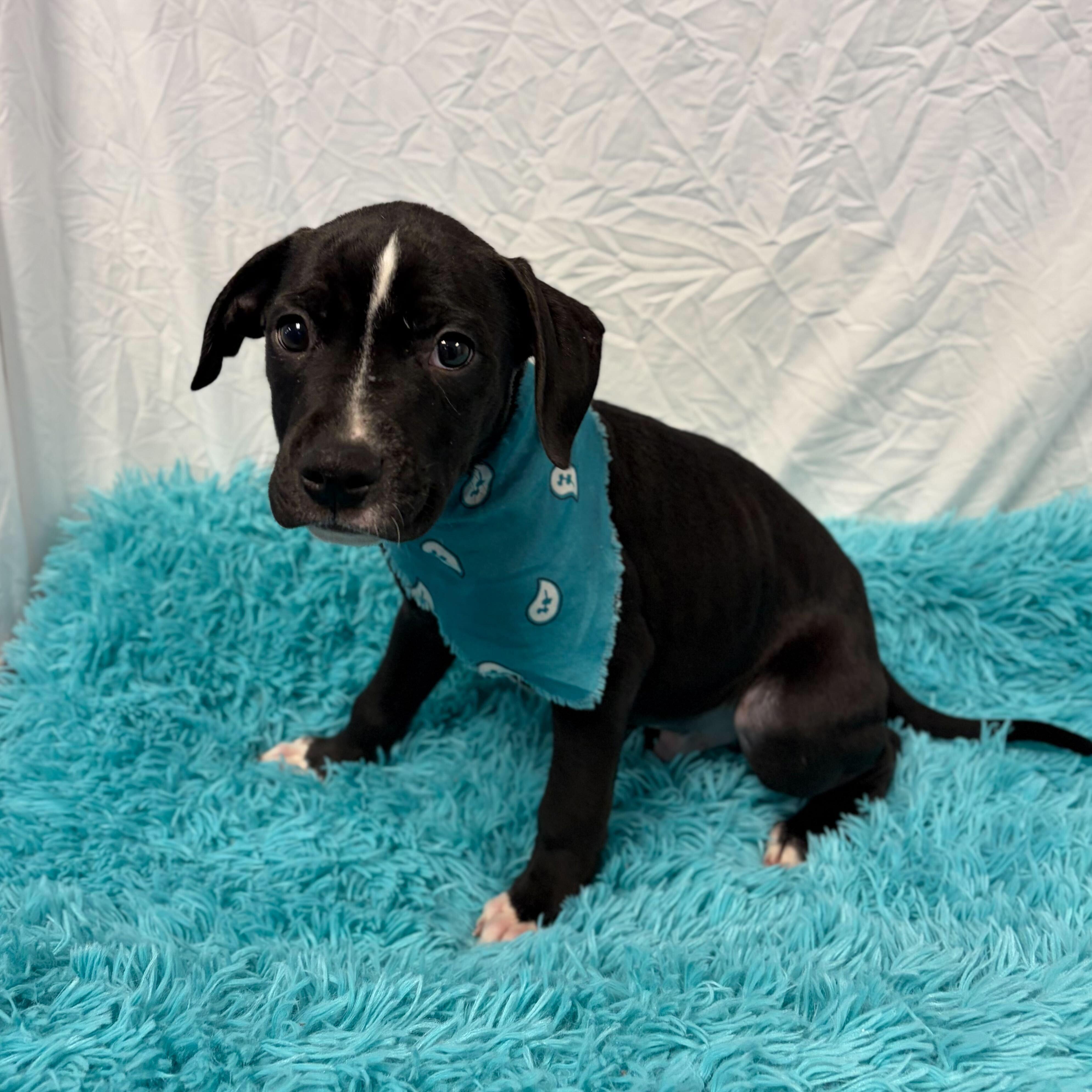 Enlarge Robby, an adoptable Mixed Breed in Canal Winchester, OH image 2/2