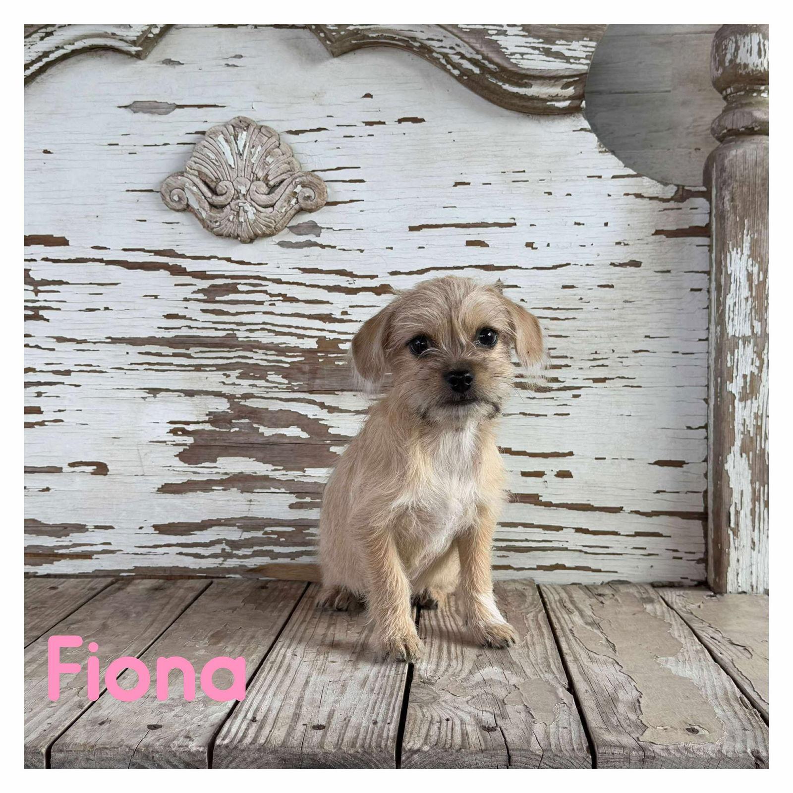 Nathalie's Fiona TX, Adopted, Puppy Female Terrier & Chihuahua.