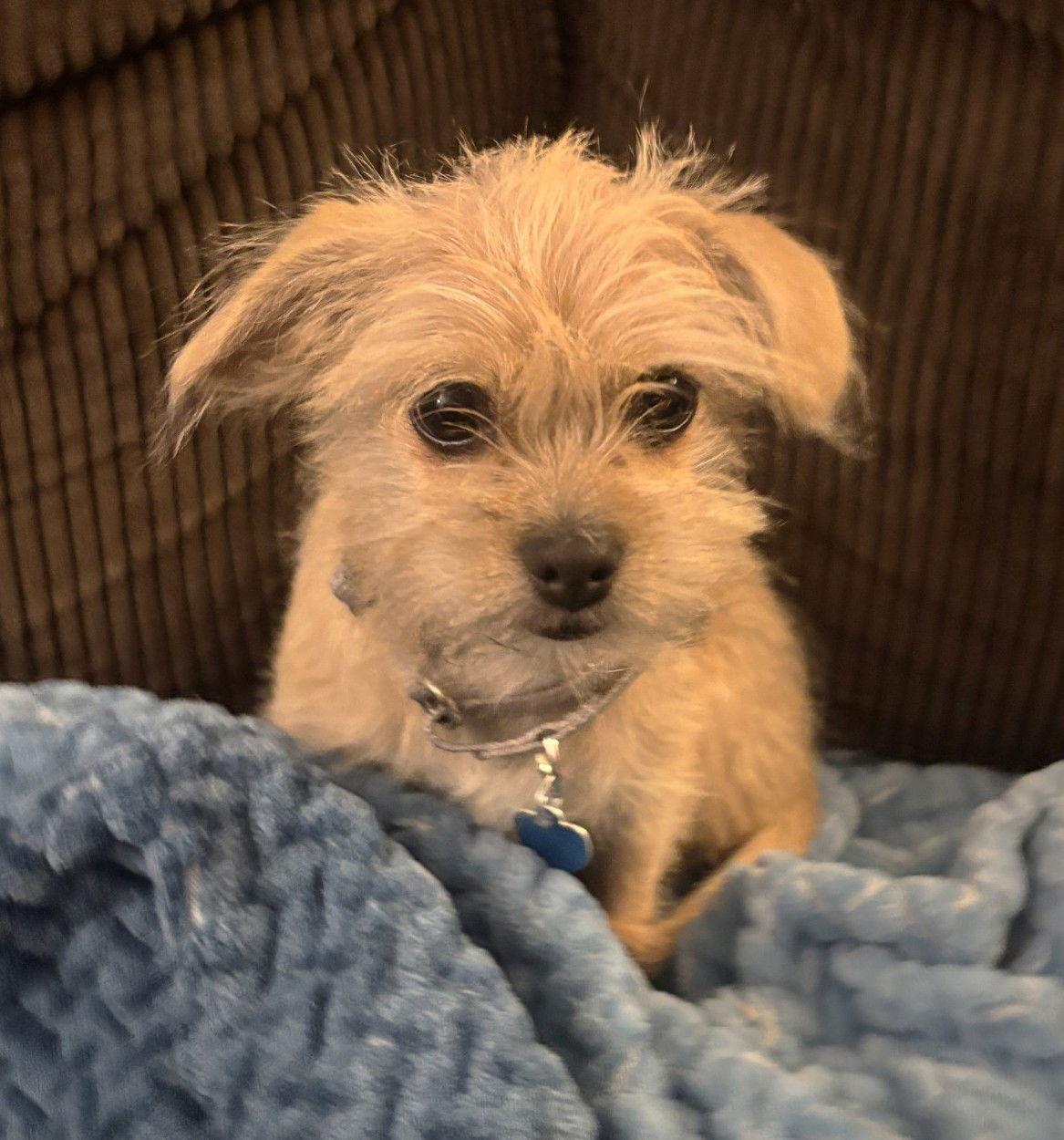 Enlarge Nathalie's Fiona TX, a Adopted mixed breed in Boonton, NJ image 3/3