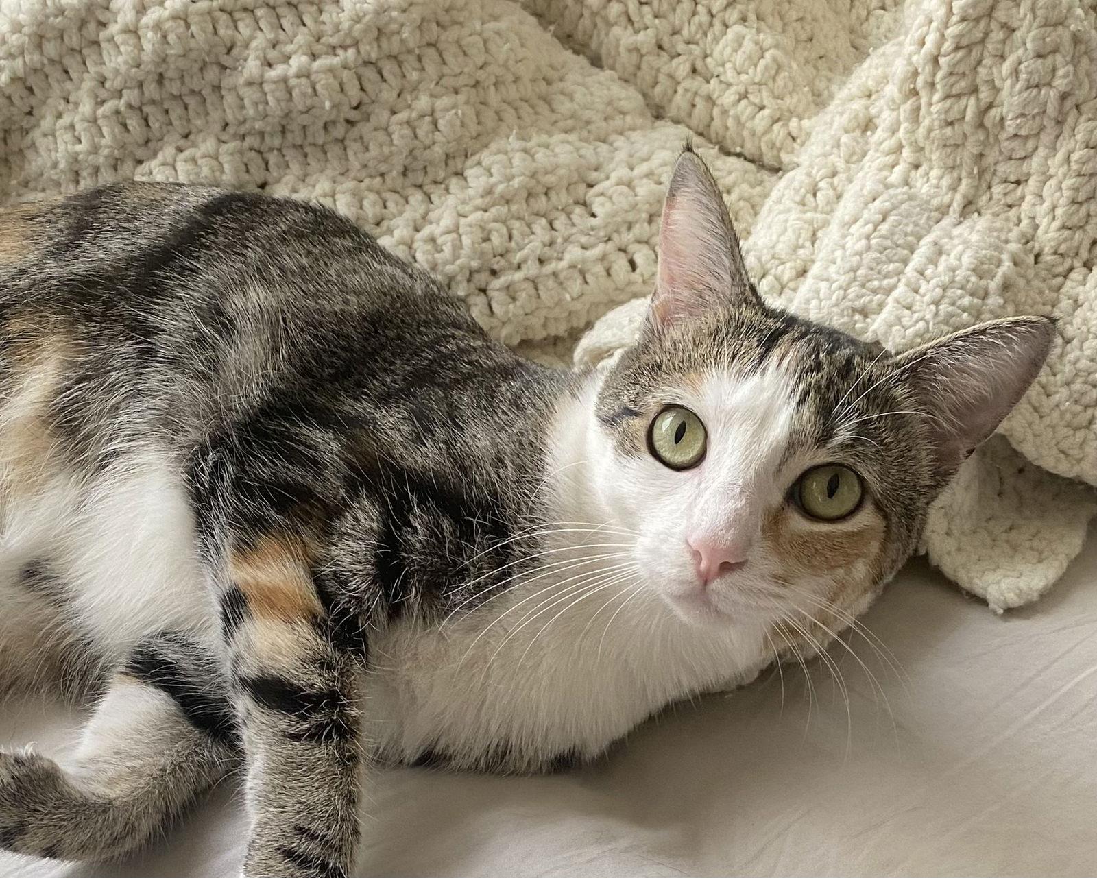 Butterscotch, Adoptable, Adult Female Domestic Short Hair.