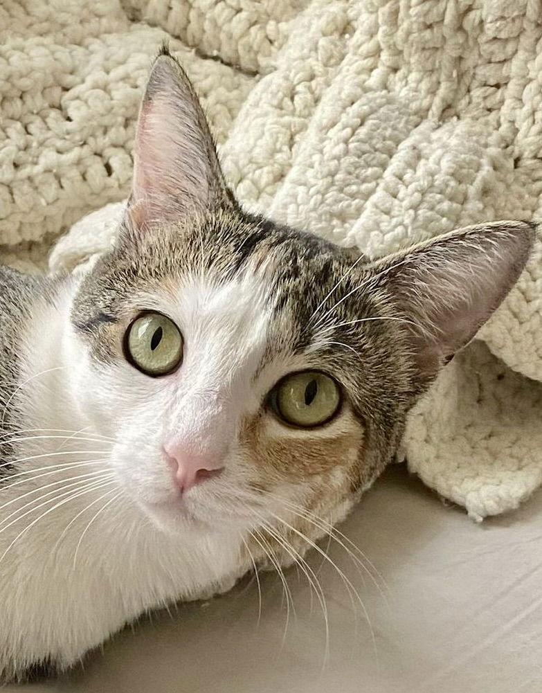 Butterscotch, a Adoptable Domestic Short Hair in Antioch, CA image 2/3