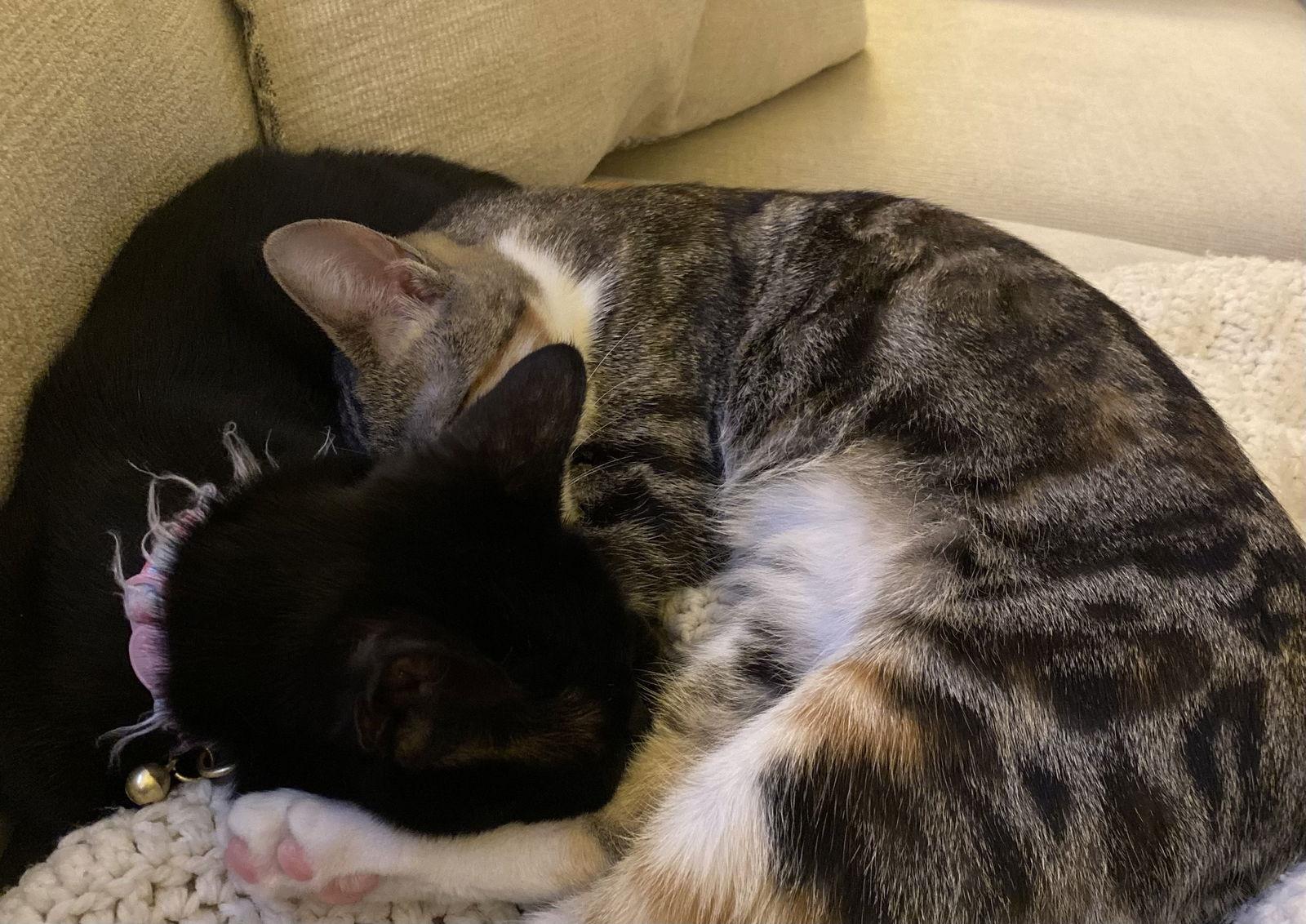 Butterscotch, a Adoptable Domestic Short Hair in Antioch, CA image 3/3