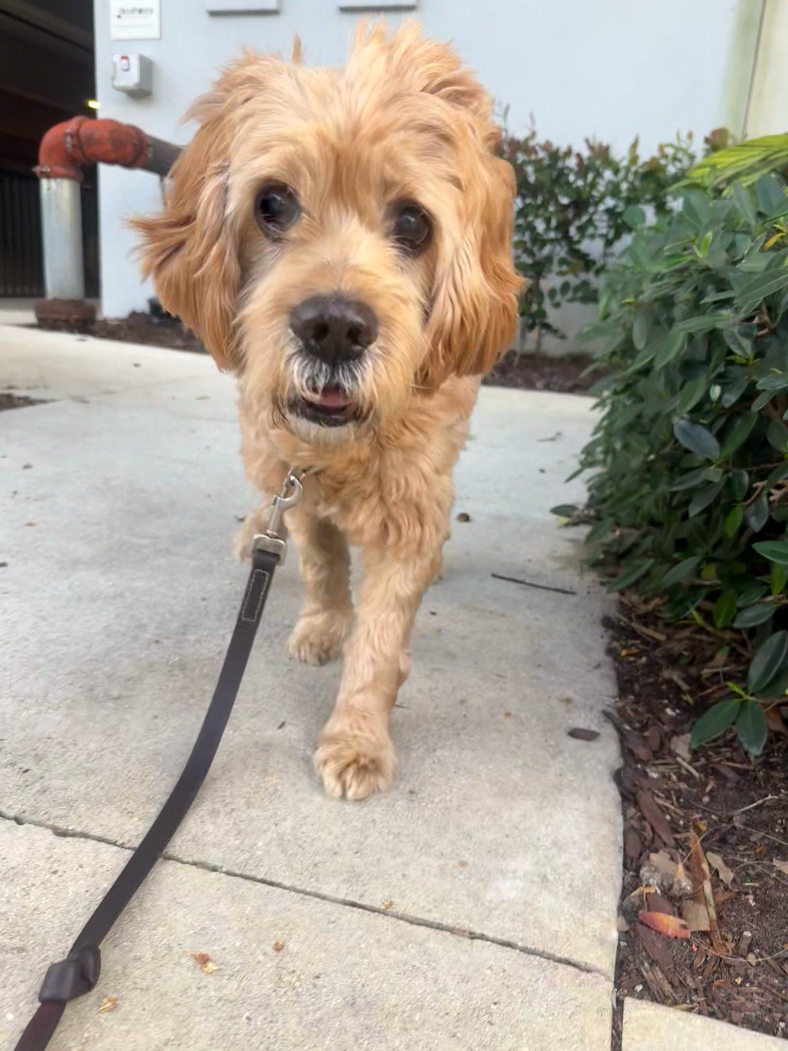 Enlarge Arthur, a Adoptable Cocker Spaniel in Cape Coral, FL image 2/6