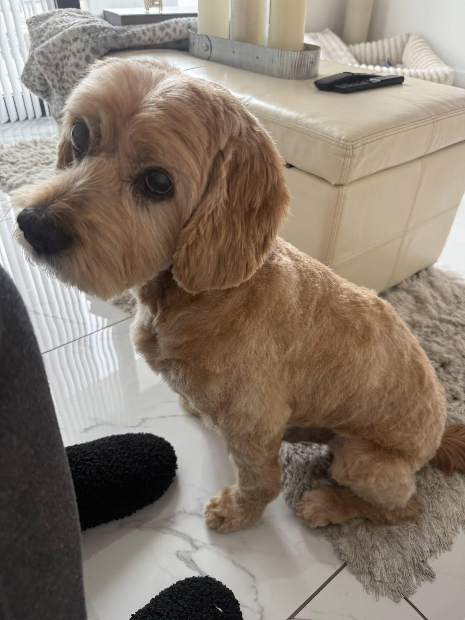 Enlarge Arthur, a Adoptable Cocker Spaniel in Cape Coral, FL image 3/6