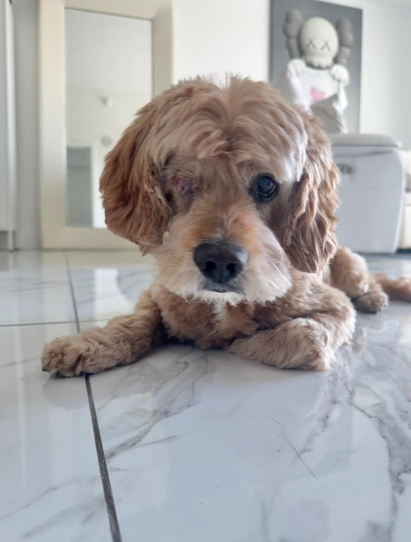 Arthur, Adoptable, Senior Male Cockapoo.