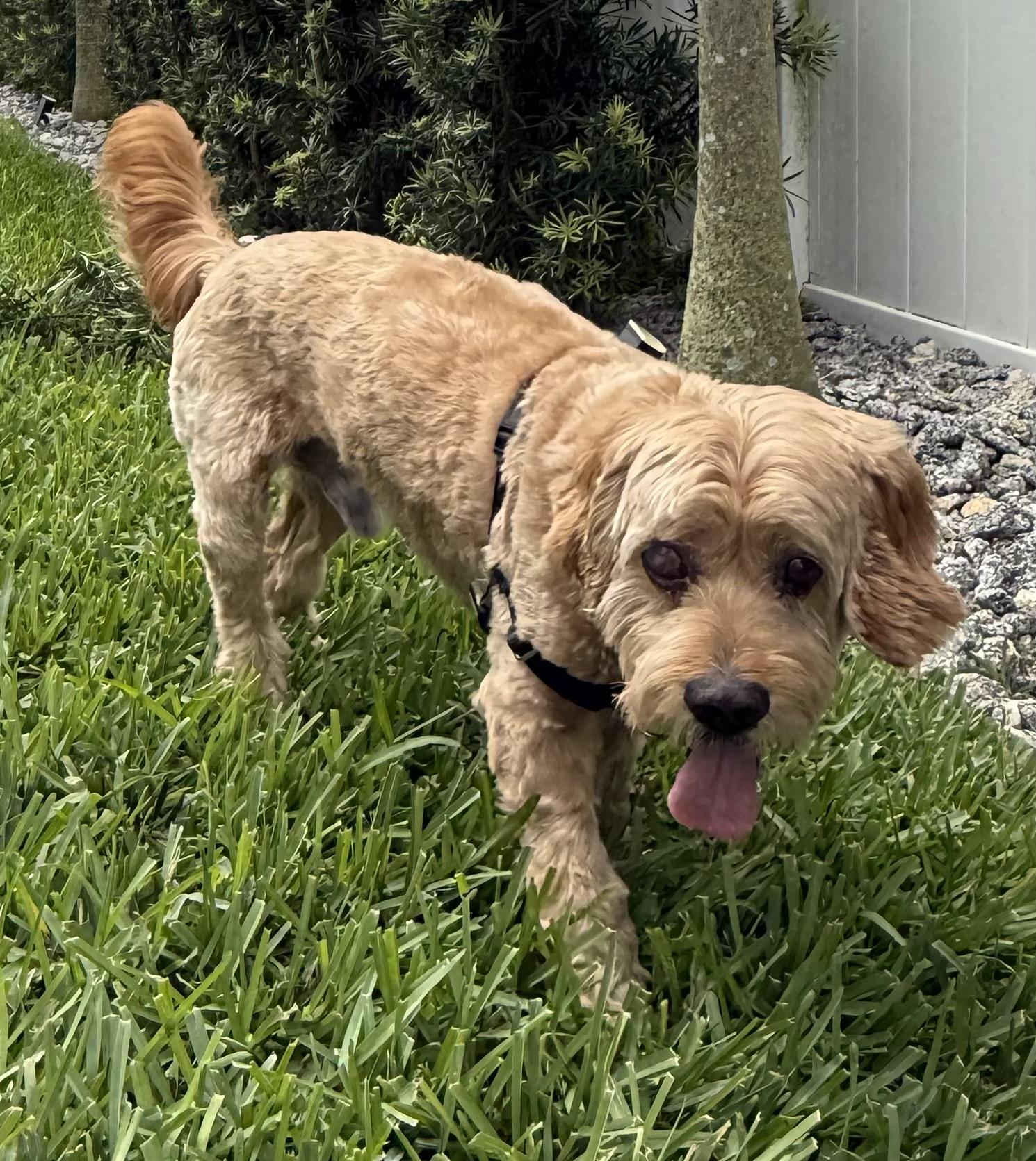 Enlarge Arthur, a Adoptable Cocker Spaniel in Cape Coral, FL image 1/6