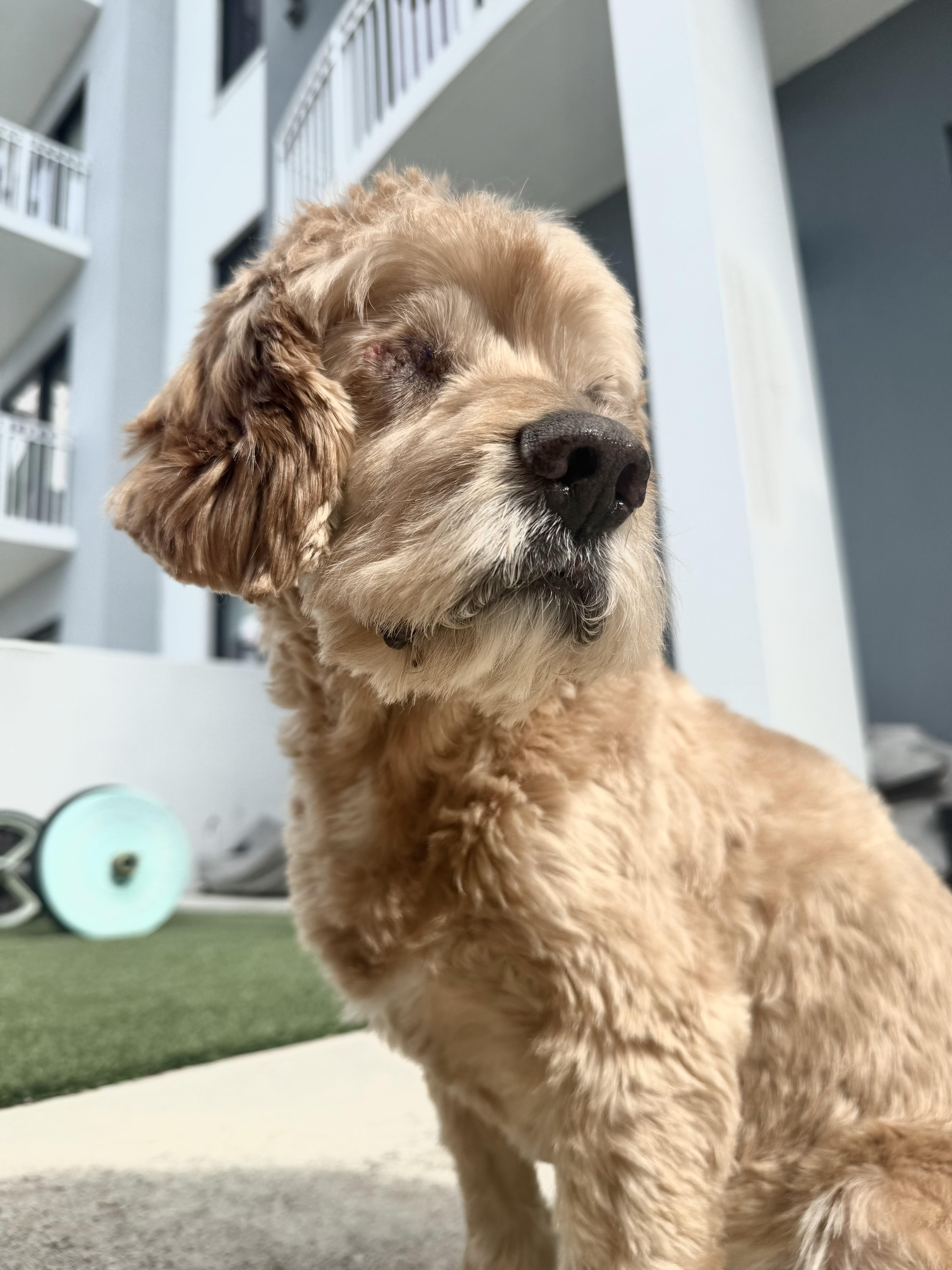 Arthur, a Adoptable mixed breed in Cape Coral, FL image 3/6