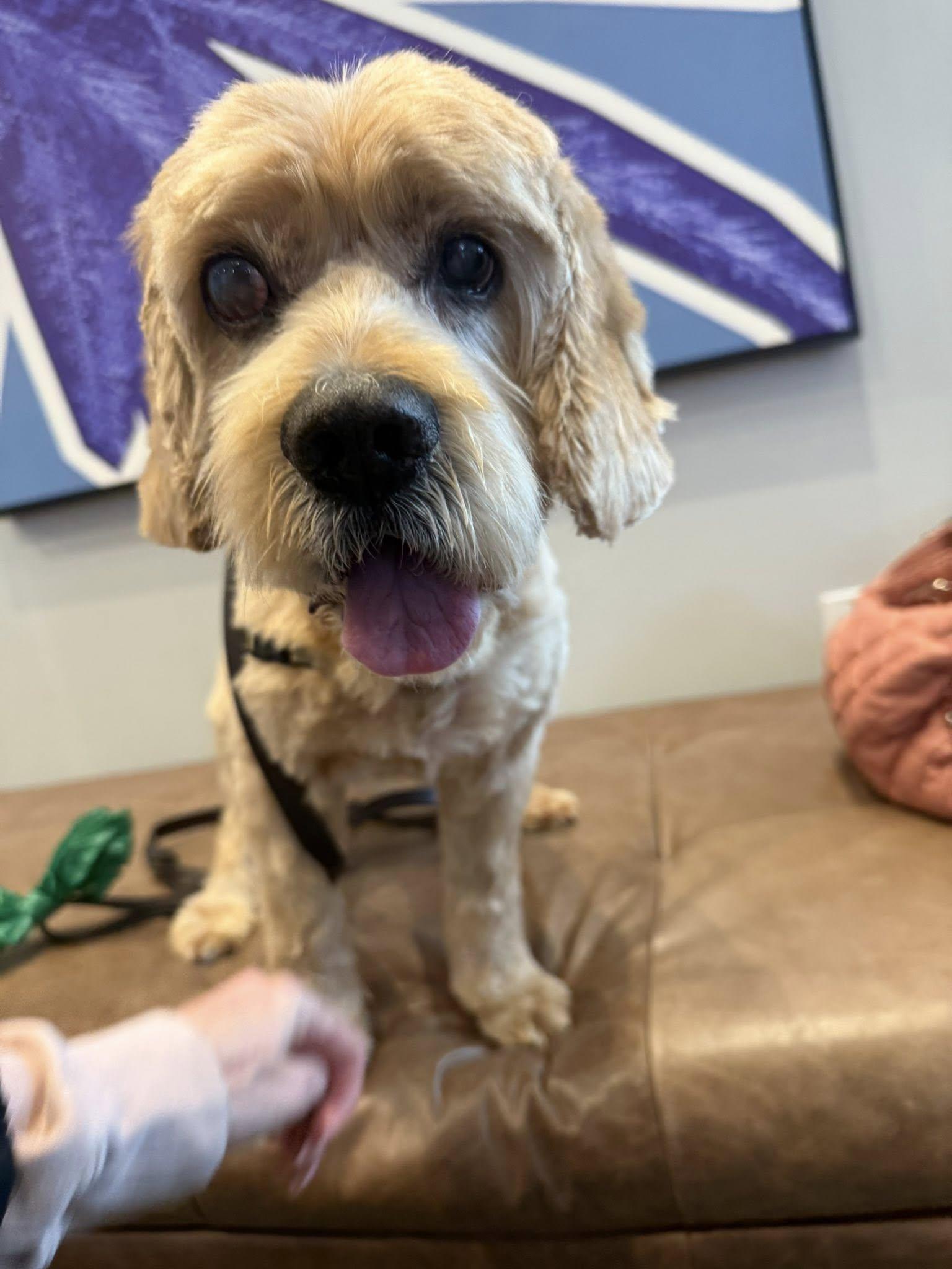 Enlarge Arthur, a Adoptable Cocker Spaniel in Cape Coral, FL image 4/6