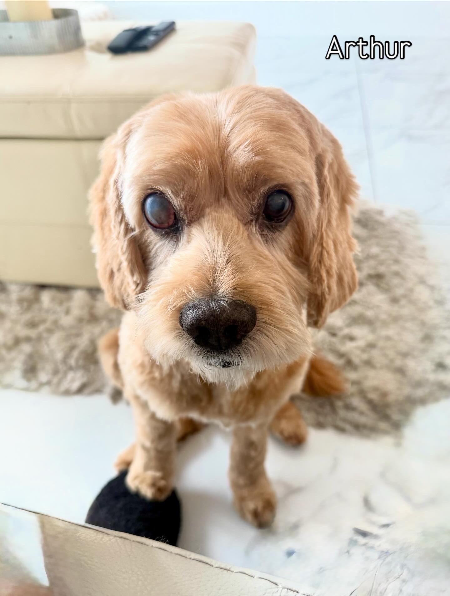 Arthur, Adoptable, Senior Male Cocker Spaniel.