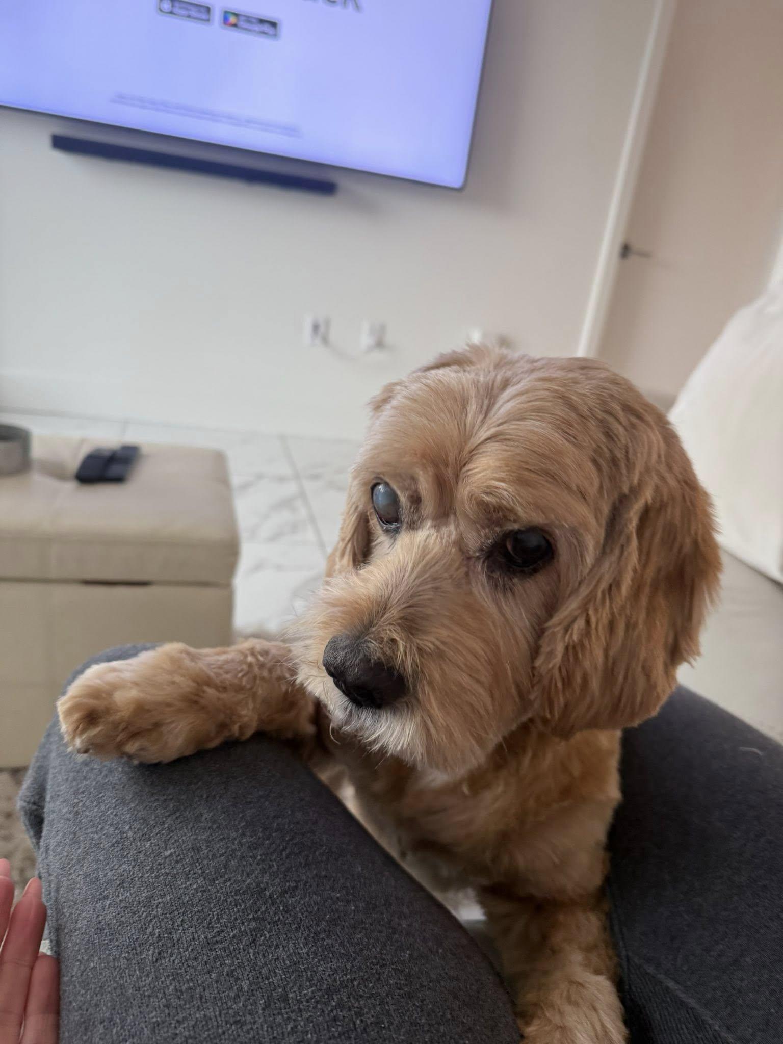 Enlarge Arthur, a Adoptable Cocker Spaniel in Cape Coral, FL image 5/6