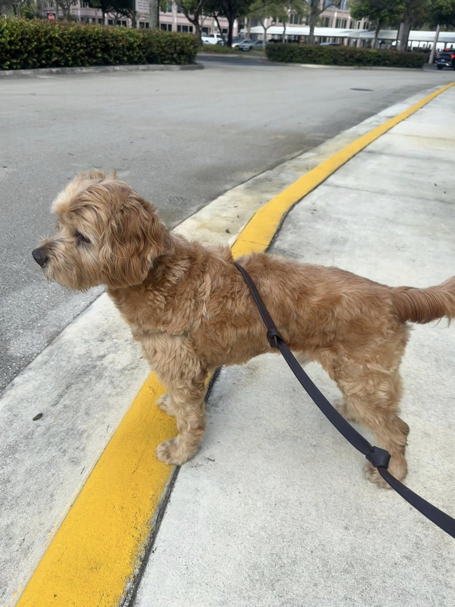 Enlarge Arthur, a Adoptable Cocker Spaniel in Cape Coral, FL image 6/6