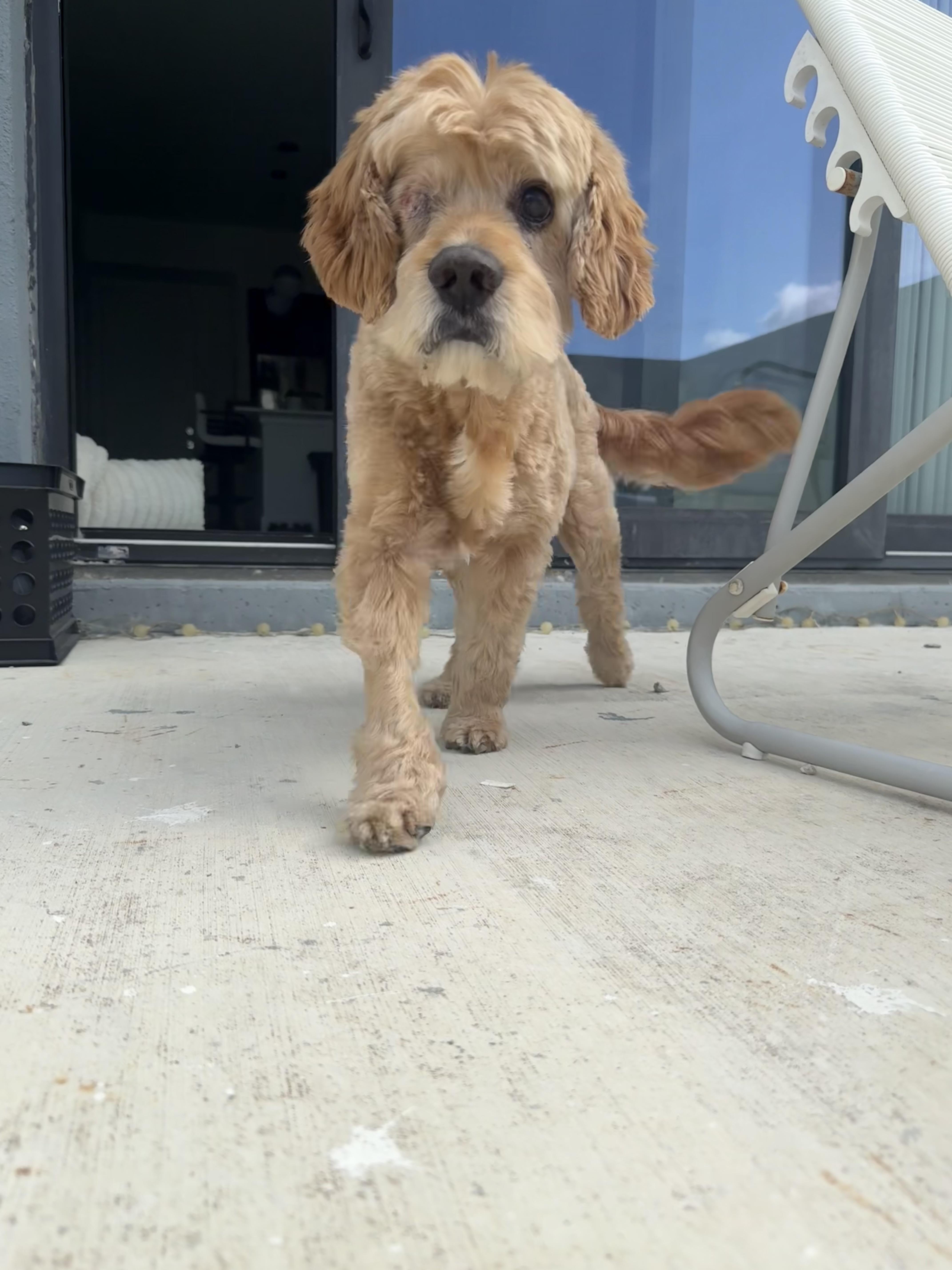 Arthur, a Adoptable mixed breed in Cape Coral, FL image 6/6
