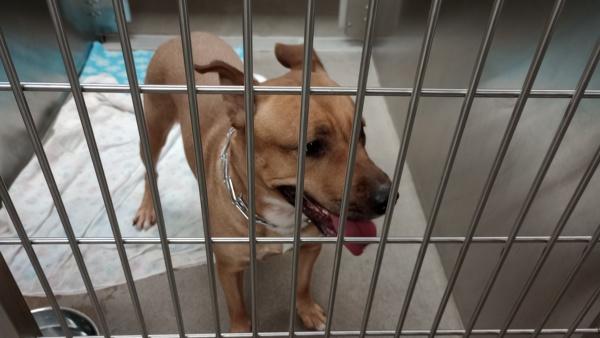 Enlarge Amari, a Adoptable mixed breed in Spokane Valley, WA image 1/1