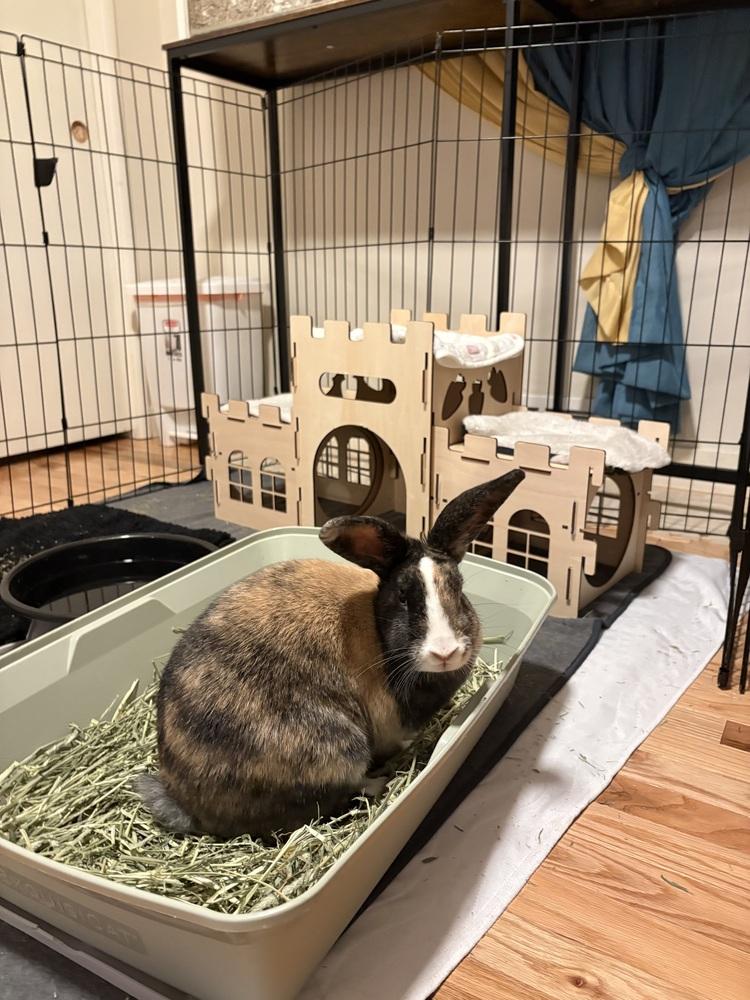 Olive, Adoptable, Adult Female Harlequin.