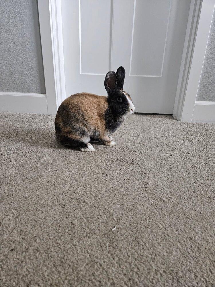 Enlarge Olive, a Adoptable mixed breed in Pasco, WA image 2/6