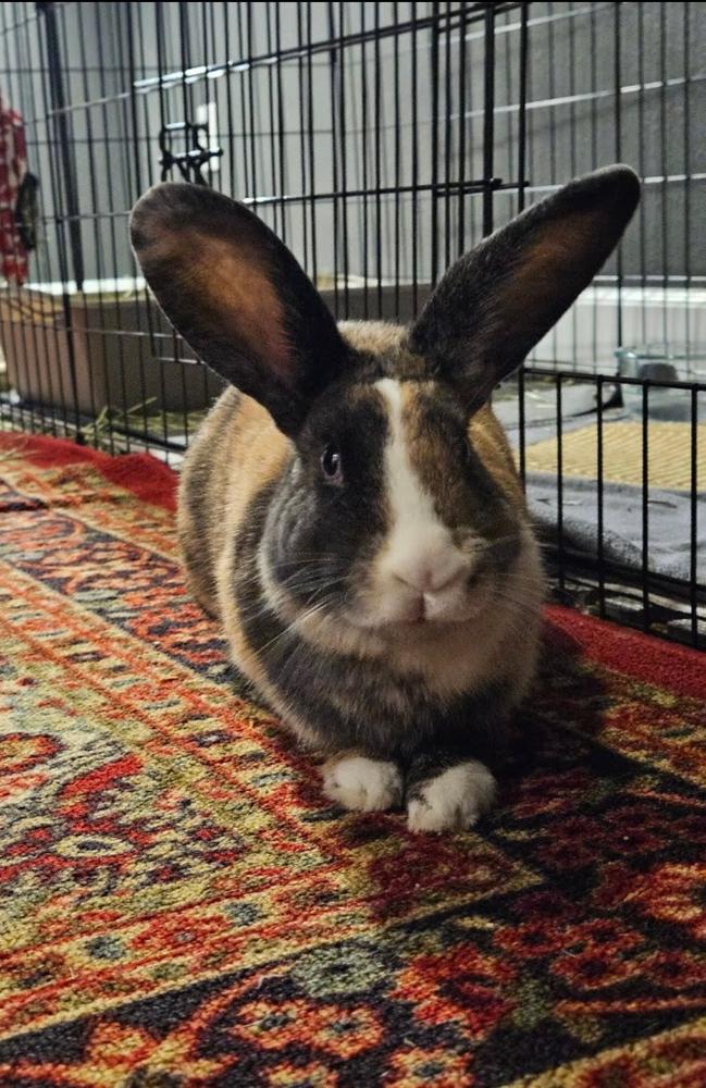 Enlarge Olive, a Adoptable mixed breed in Pasco, WA image 3/6