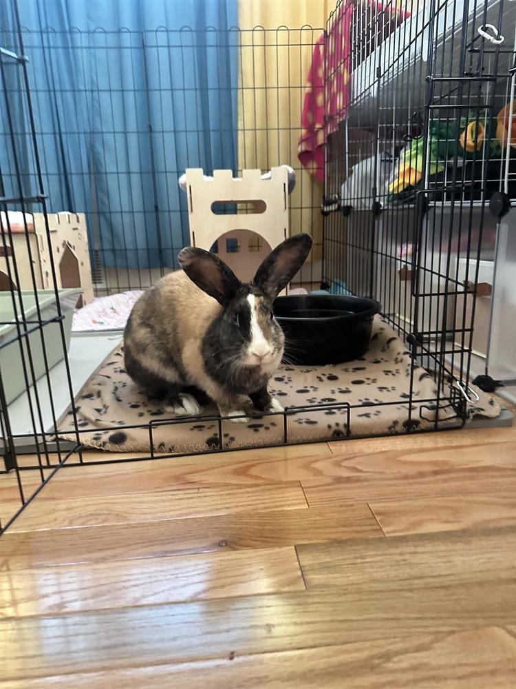 Enlarge Olive, a Adoptable mixed breed in Pasco, WA image 5/6