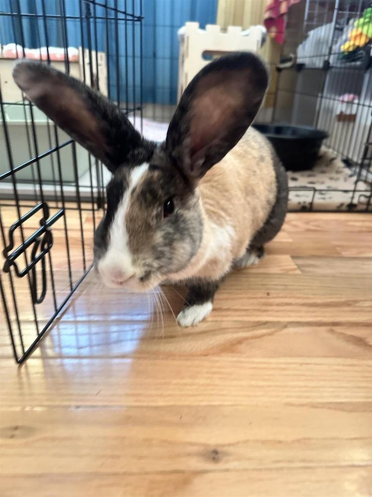 Enlarge Olive, a Adoptable mixed breed in Pasco, WA image 6/6