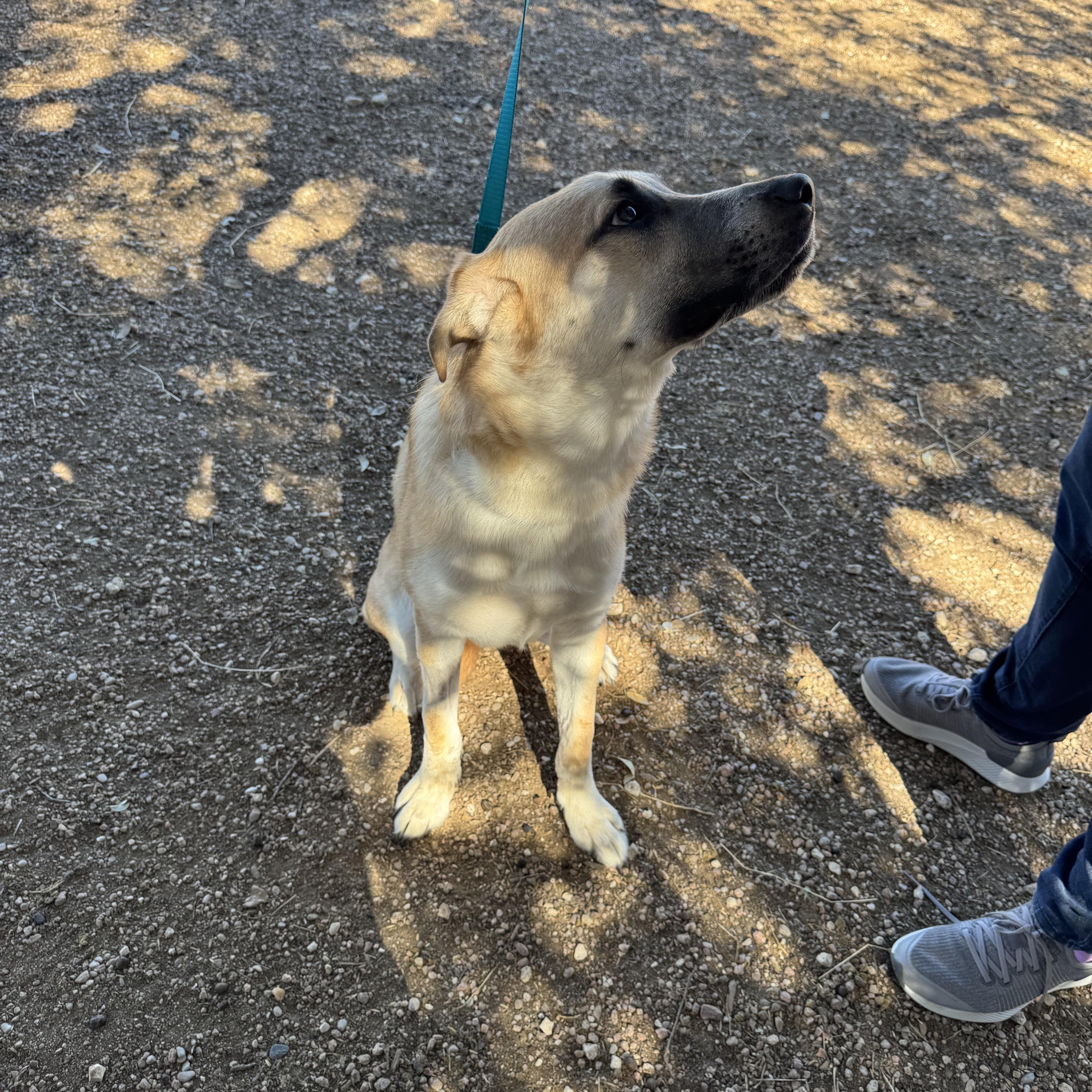 Major, a Adoptable mixed breed in Magnolia, TX image 1/3