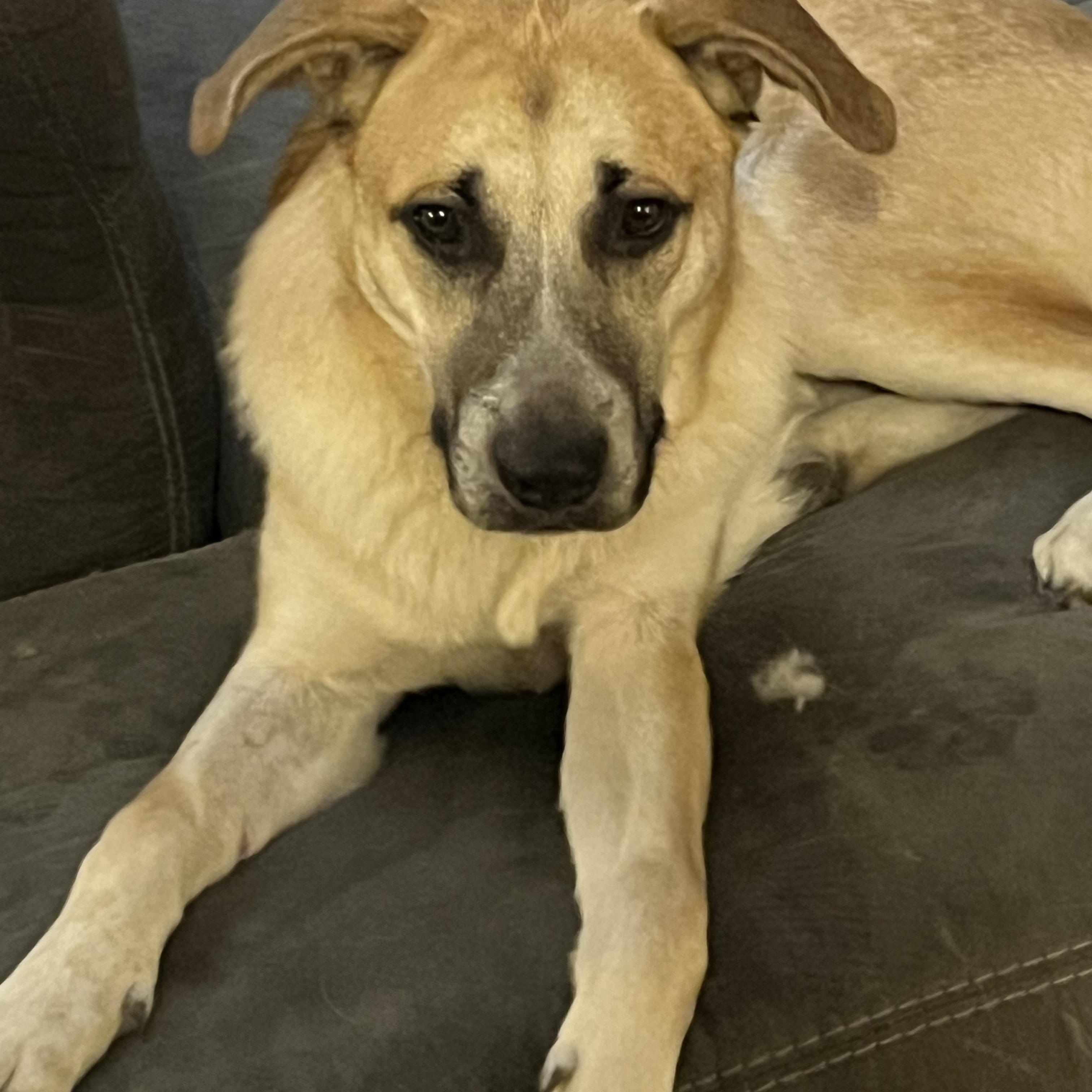 Major, a Adoptable mixed breed in Magnolia, TX image 2/3